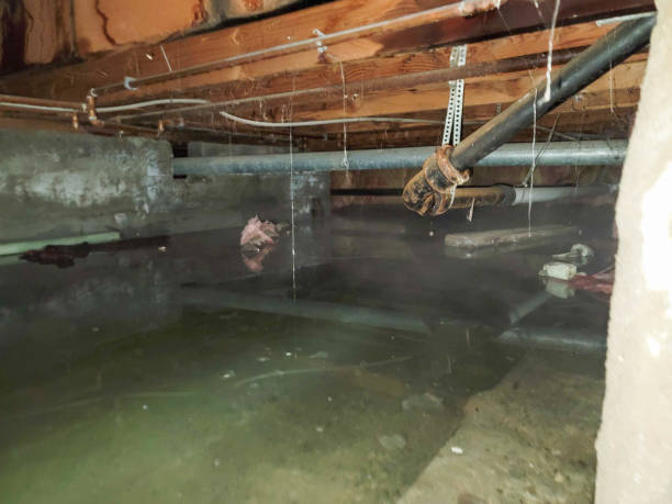 Best Water damage restoration near me  in Meridianville, AL