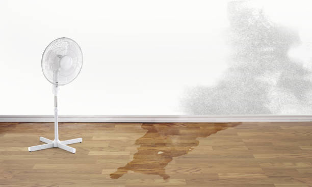 Best Water damage contractors near me  in Meridianville, AL