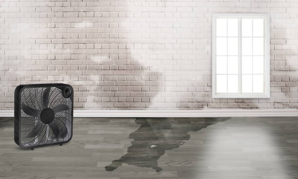 Carpet water damage restoration in Meridianville, AL